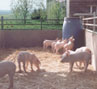 Ferkel im Aussenklimastall vom Obsthof Kempf, Ehningen! Ferkelhütten, Freilandhaltung, Auslauf