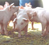 Ferkel im Aussenklimastall vom Obsthof Kempf, Ehningen! Ferkelhütten, Freilandhaltung, Auslauf