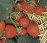 Erdbeeren vom Obsthof Kempf!