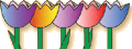 Obsthof Kempf - Blumensorten und Pflückzeitpunkte, selbstpflücken und selbstschneiden von Blumen